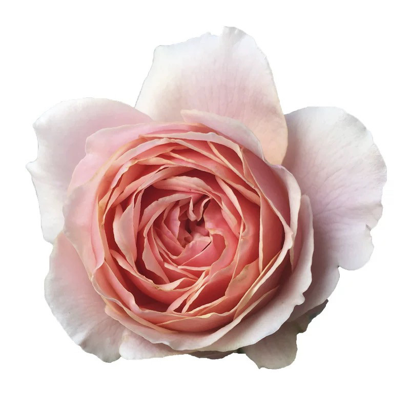 欧月 真宙 月季花苗 奥斯汀包子型浓香勤花灌木月季庭院阳台盆栽,淘宝优惠券,粉丝福利购,淘宝优惠卷