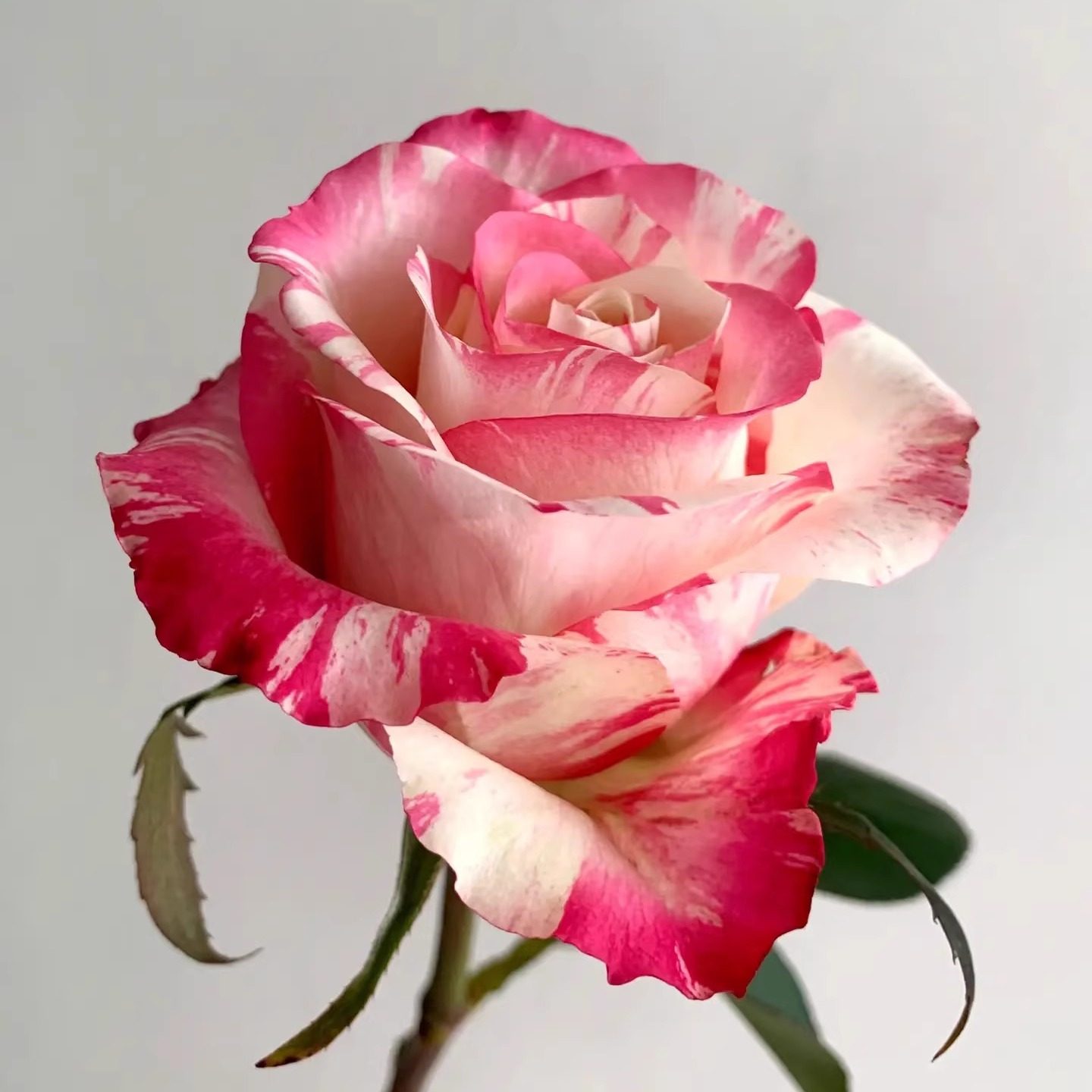 新品 霓裳 月季花苗 大花灌木条纹切花勤花月季玫瑰 庭院阳台盆栽,淘宝优惠券,粉丝福利购,淘宝优惠卷