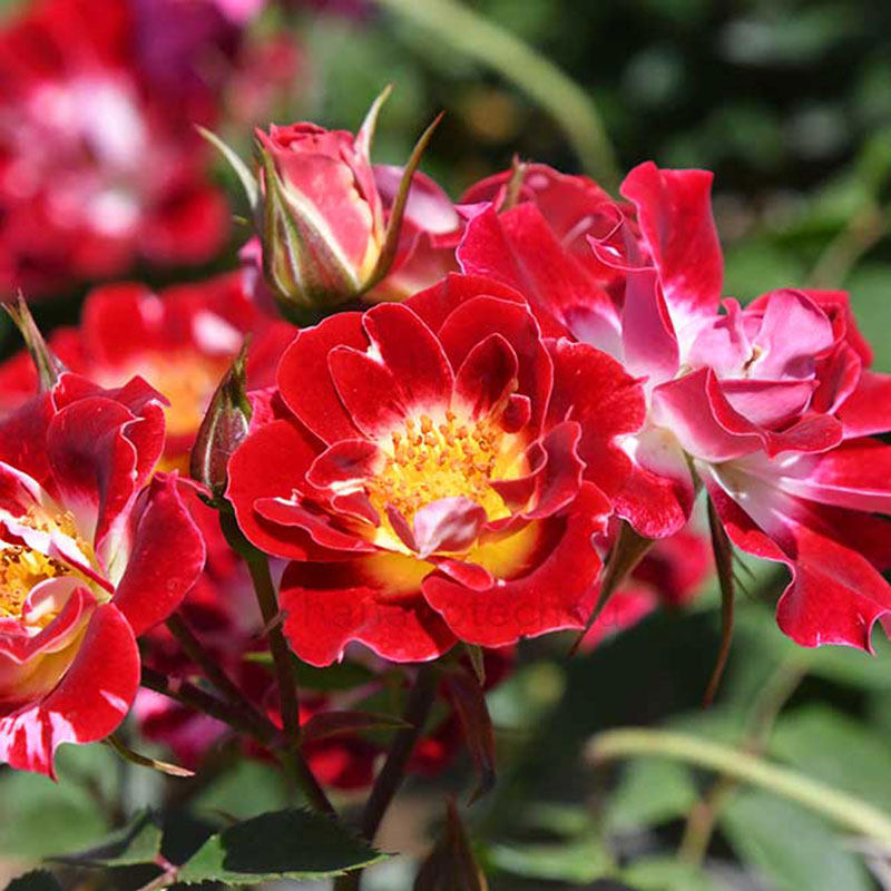 微月 小画家 姬月季花苗 日本赤花微型多头勤花灌木浓香 月季盆栽,淘宝优惠券,粉丝福利购,淘宝优惠卷