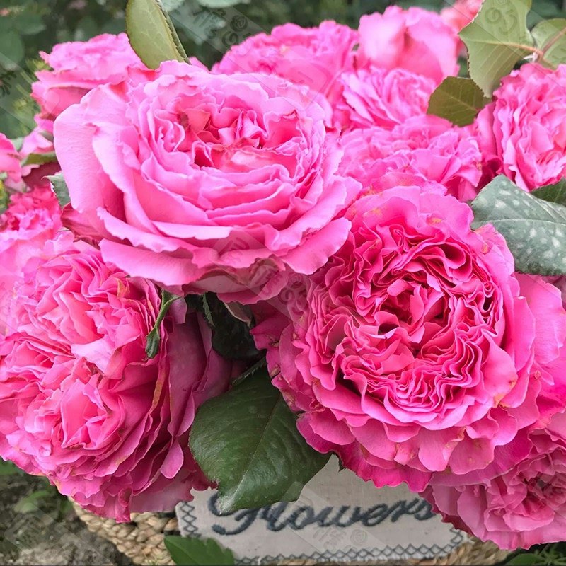 仙王座 月季花苗 阳台大花微月四季浓香玫瑰花盆栽绿植直立勤花,淘宝优惠券,粉丝福利购,淘宝优惠卷