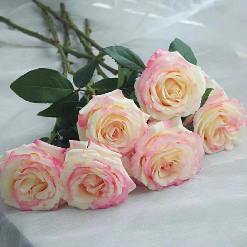 新品 霓裳 月季花苗 大花灌木条纹切花勤花月季玫瑰 庭院阳台盆栽,淘宝优惠券,粉丝福利购,淘宝优惠卷