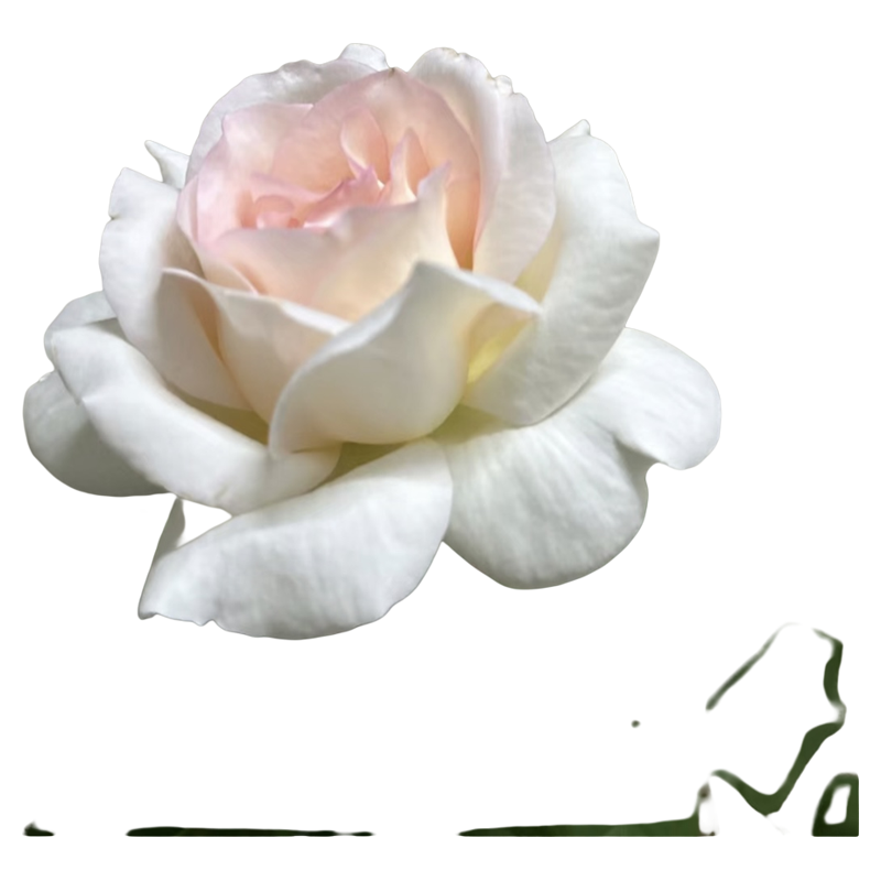 花园宝藏 月季花苗奶油粉色大花勤花浓香耐寒抗病强新品月季,淘宝优惠券,粉丝福利购,淘宝优惠卷