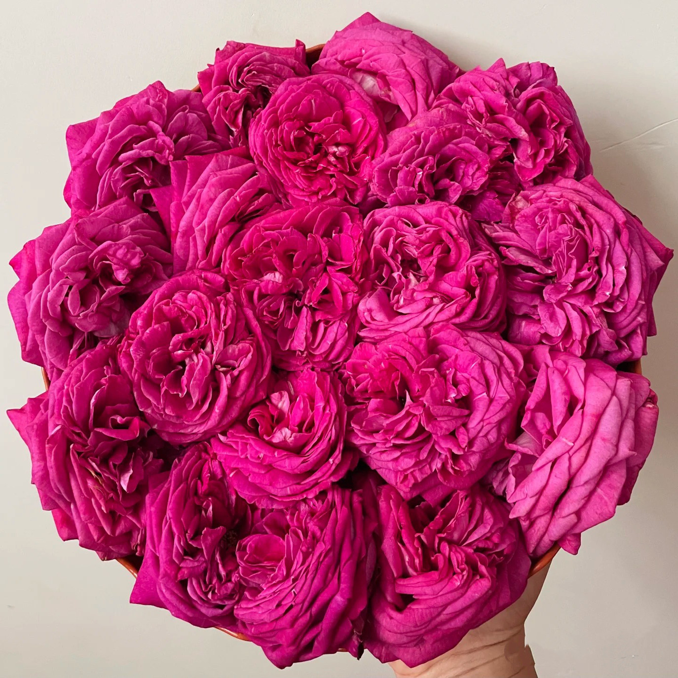 卡罗琳/男爵夫人 卡洛琳月季花苗丰花勤花灌木月季庭院阳台盆栽,淘宝优惠券,粉丝福利购,淘宝优惠卷