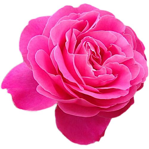国月 粉和平 月季花苗大花灌木月季中香 勤花 庭院阳台盆栽花卉 - 图3