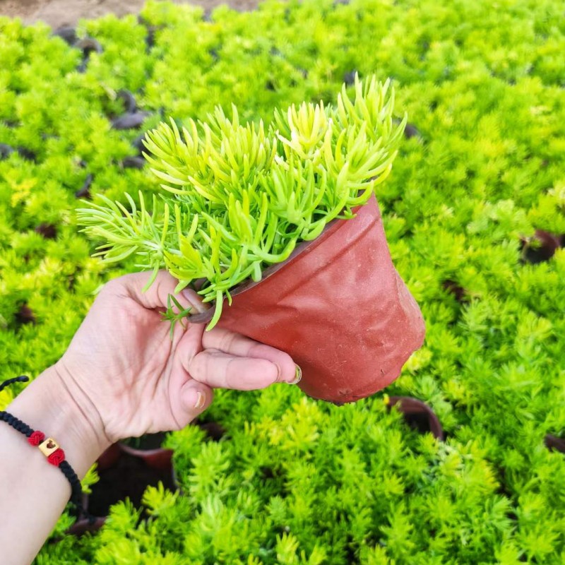 金叶过路黄多年生佛甲草中华景天黄金翠云草蔓性草本常绿观叶植物 - 图3