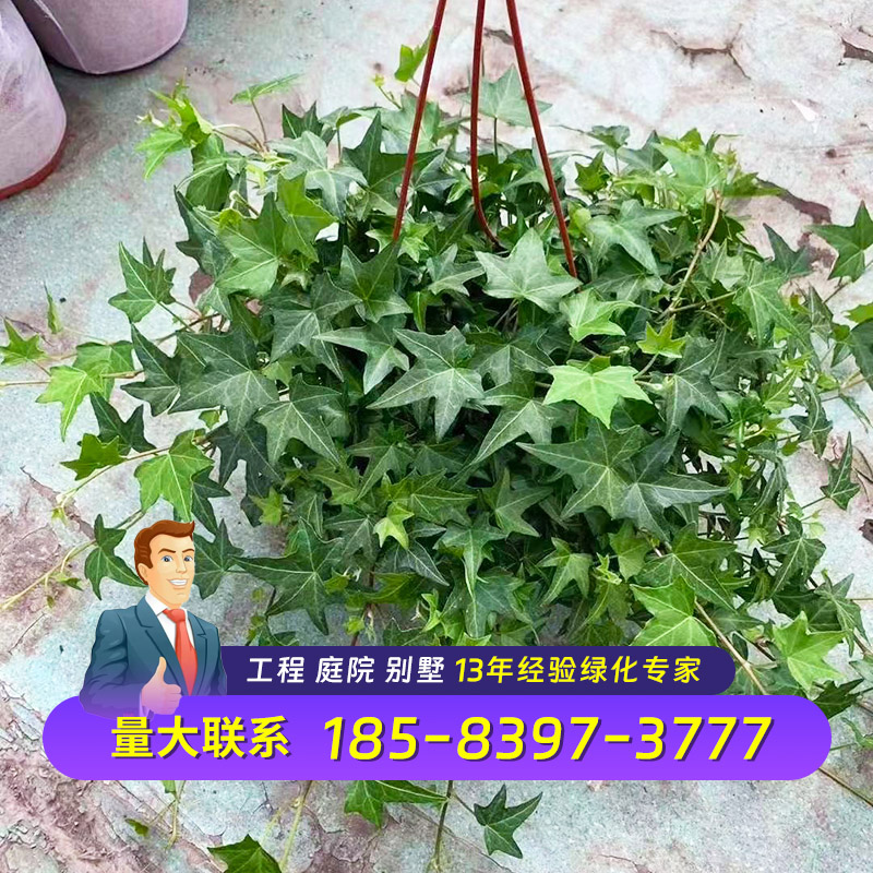 成都基地金边常春藤花叶络石花叶蔓垂吊藤条藤蔓植物工程护坡苗木