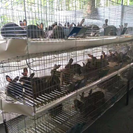 rabbit breeder cages
