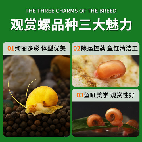 鱼缸清洁苹果螺超大号除藻观赏螺淡水草工具吃鱼粪便活体蜗牛乌龟 - 图3