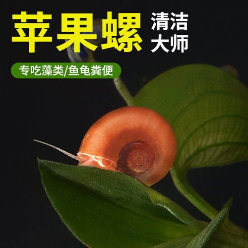 鱼缸清洁苹果螺超大号除藻观赏螺淡水草工具吃鱼粪便活体蜗牛乌龟 - 图1