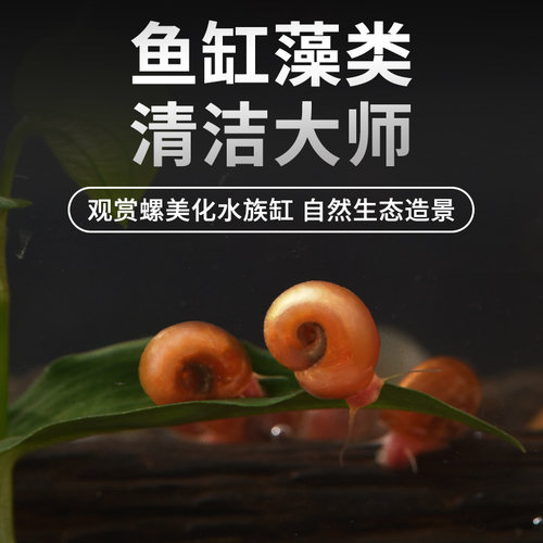 鱼缸清洁苹果螺超大号除藻观赏螺淡水草工具吃鱼粪便活体蜗牛乌龟 - 图0