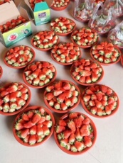 Пластиковые горшки 草莓盆盆红盆鸡蛋盆塑料盆小号加厚水果盆透气小盆脸盆子包邮