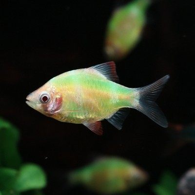 虎皮鱼观赏鱼热带鱼小型淡水好养易活鱼苗绿虎皮荧光虎皮翡翠虎皮 - 图2