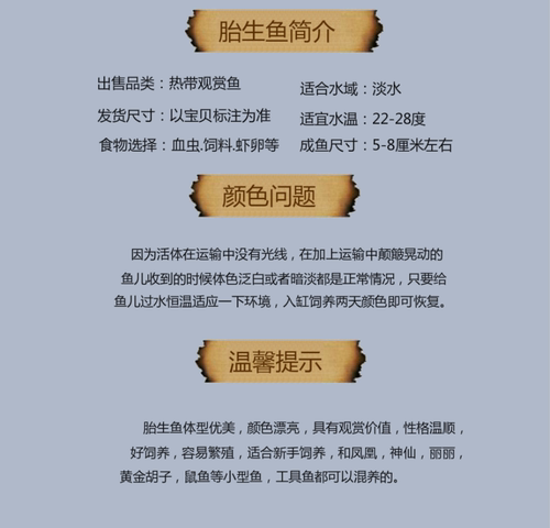 黑玛丽鱼观赏鱼热带鱼米奇鱼月光胎生鱼皮球鱼红剑鱼淡水好养耐活 - 图0