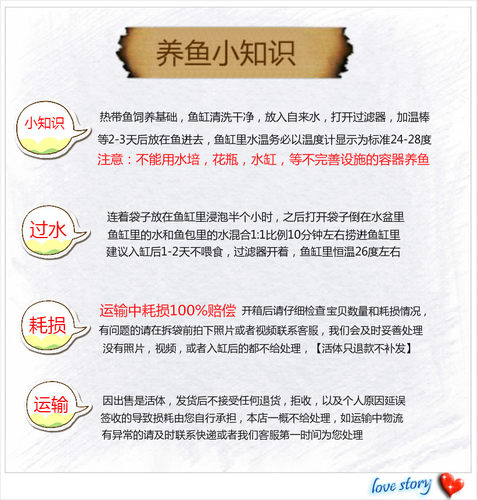 黑玛丽鱼观赏鱼热带鱼米奇鱼月光胎生鱼皮球鱼红剑鱼淡水好养耐活 - 图2