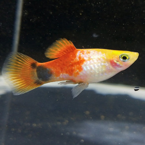 黑玛丽鱼观赏鱼热带鱼米奇鱼月光胎生鱼皮球鱼红剑鱼淡水好养耐活 - 图1