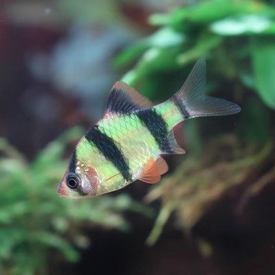虎皮鱼观赏鱼热带鱼小型淡水好养易活鱼苗绿虎皮荧光虎皮翡翠虎皮 - 图0