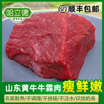 5 catty with clear and true domestic beef Linen meat Shandong Ruxi yellow beef fresh and freshly slaughtered and frozen raw chopped raw beef back leg meat