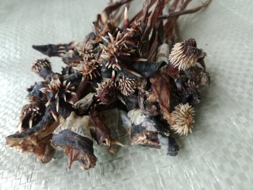 中药材 蛇干 泡酒料 倒刺蛇鞭 干蛇鞭 可搭买蛇胆 蛇头 - 图0