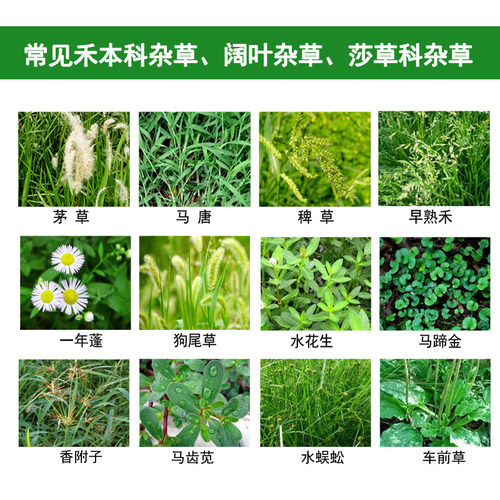 靓禾暖能农药马尼拉台湾草坪除草剂水花生牛筋草马唐莎草茅草烂根 - 图1