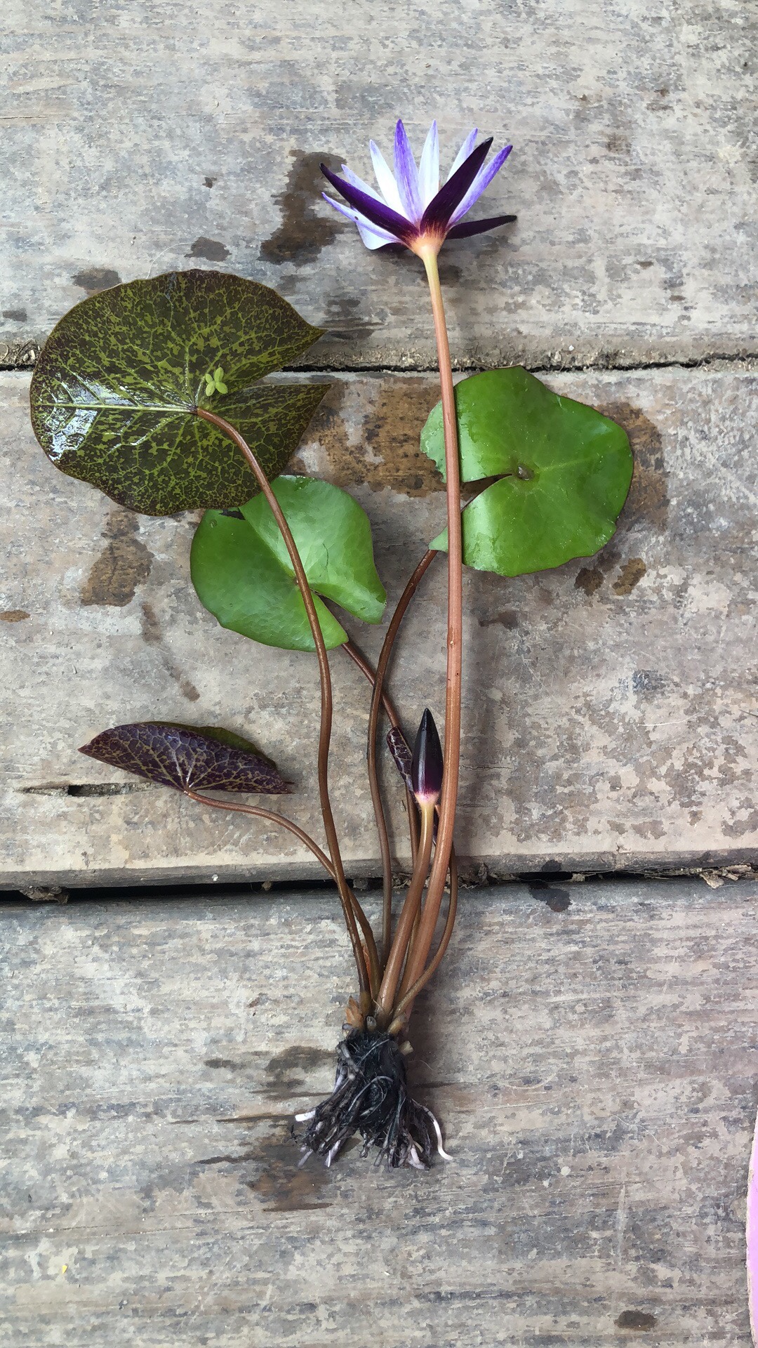 睡莲黑美人多贝睡火莲花苞多四季开花阳台庭院鱼池塘荷花一叶莲-图3