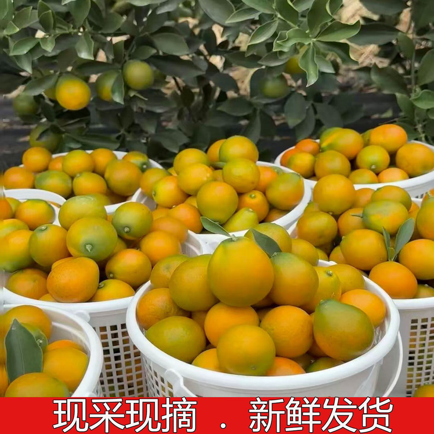 正宗广西融安脆蜜金桔鲜果第三代脆蜜金柑纯甜精品礼盒装顺丰包邮,淘宝优惠券,粉丝福利购,淘宝优惠卷