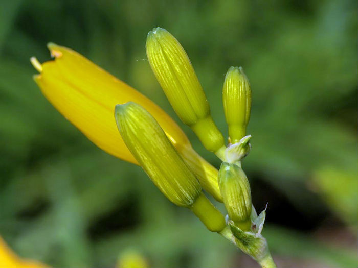 黄花菜500g散装新鲜农家自制野生黄花菜原菜干货金针菜土特产