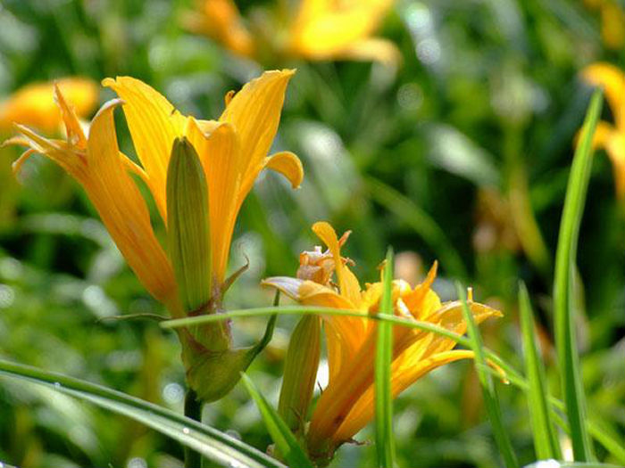 黄花菜500g散装新鲜农家自制野生黄花菜原菜干货金针菜土特产