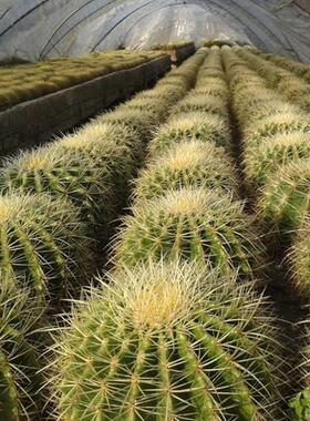 大金琥金仙人球盆栽虎室内多肉植物仙人掌类室内防辐射桌面仙人球