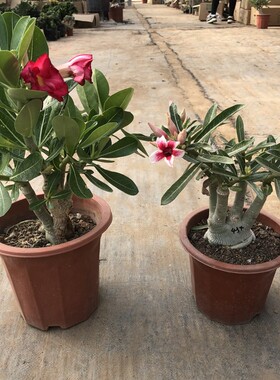 沙漠玫瑰绿植盆栽花苗重瓣四季花卉植物老桩室内阳台盆景开花好养