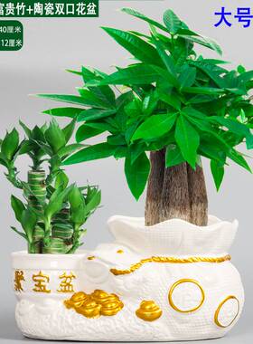 发财树小花卉室内盆栽绿植植物摆件三杆办公室桌面花卉花易养活MJ