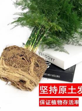文松耐寒苗文竹植物不带盆常年盆栽客厅开花北方花卉植物大型耐寒