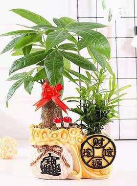 发财树盆植物客栽室内厅绿植小盆景四季常青办公室桌面小盆栽花卉
