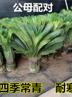 铁树盆景铁树  小苗 客厅盆栽 四季常青植物 盆栽铁树室内外盆栽