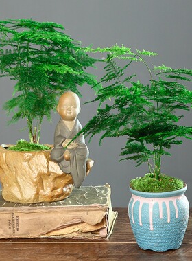文竹盆栽室内办公植物室水培客厅懒人小绿植花卉高端盆景四季常青
