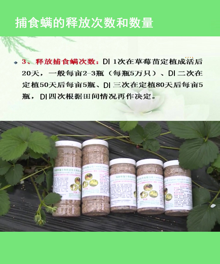 果攸胡瓜钝绥螨捕食螨红蜘蛛天敌柑橘草莓 生物防治杀螨白蜘蛛 - 图3