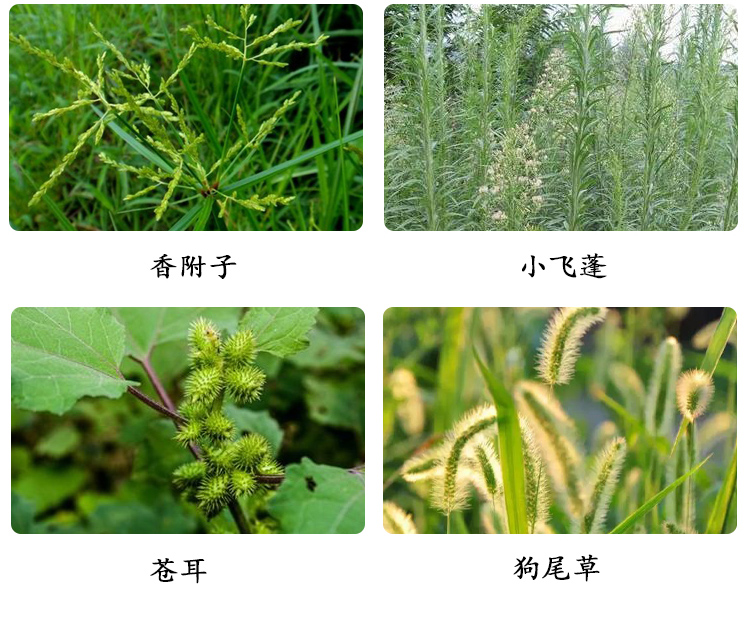 新安农兴旺 草甘膦铵盐 果园茶园桑树园除草剂规格齐全恶性烂根型 - 图2