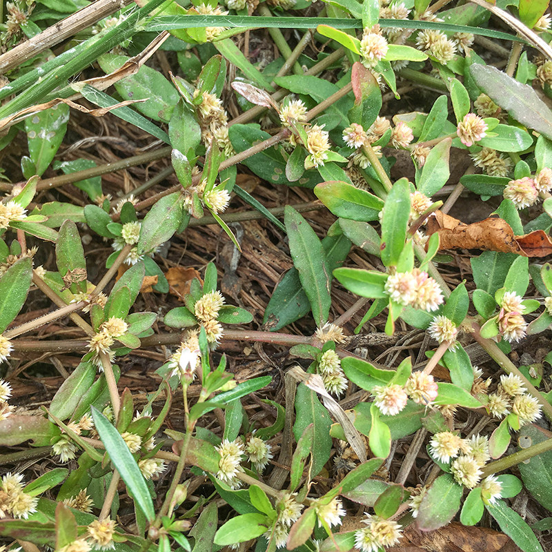 节节花天然新鲜莲子草虾钳菜白花仔节节花 水牛膝中药材500克包邮