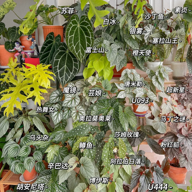 容若秋海棠盆栽  竹节类  室内彩叶芋海芋海棠花观叶水培植物热植,淘宝优惠券,粉丝福利购,淘宝优惠卷