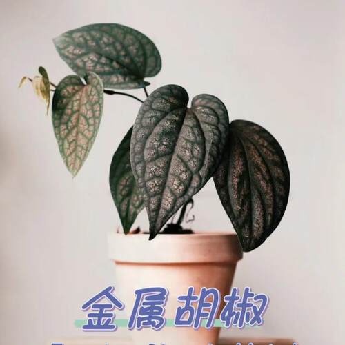 水晶胡椒    瑰丽胡椒  金属胡椒苗盆栽攀援垂吊阳台室内观叶植物 - 图0