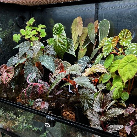 粉熔岩秋海棠雨林缸闷养品种观叶赏花盆栽桌面小盆栽,淘宝优惠券,粉丝福利购,淘宝优惠卷