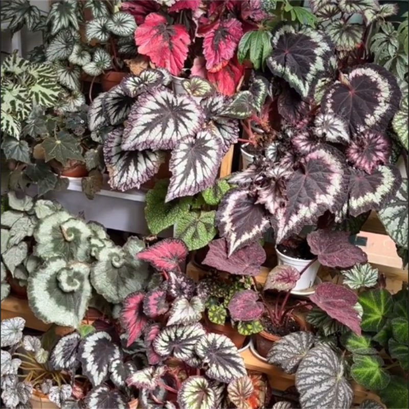 紫毛秋海棠蟆叶类竹节类室内网红盆栽闷养品种观叶赏花盆栽 - 图0