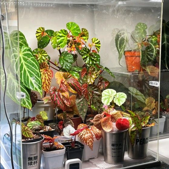 粉熔岩秋海棠雨林缸闷养品种观叶赏花盆栽桌面小盆栽,淘宝优惠券,粉丝福利购,淘宝优惠卷