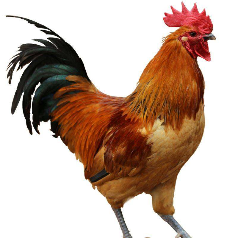 土鸡农家散养大红公鸡走地鸡柴公鸡笨鸡活鸡包活到家种鸡童子鸡,淘宝优惠券,粉丝福利购,淘宝优惠卷