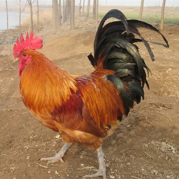 土鸡农家散养大红公鸡走地鸡柴公鸡笨鸡活鸡包活到家种鸡童子鸡,淘宝优惠券,粉丝福利购,淘宝优惠卷