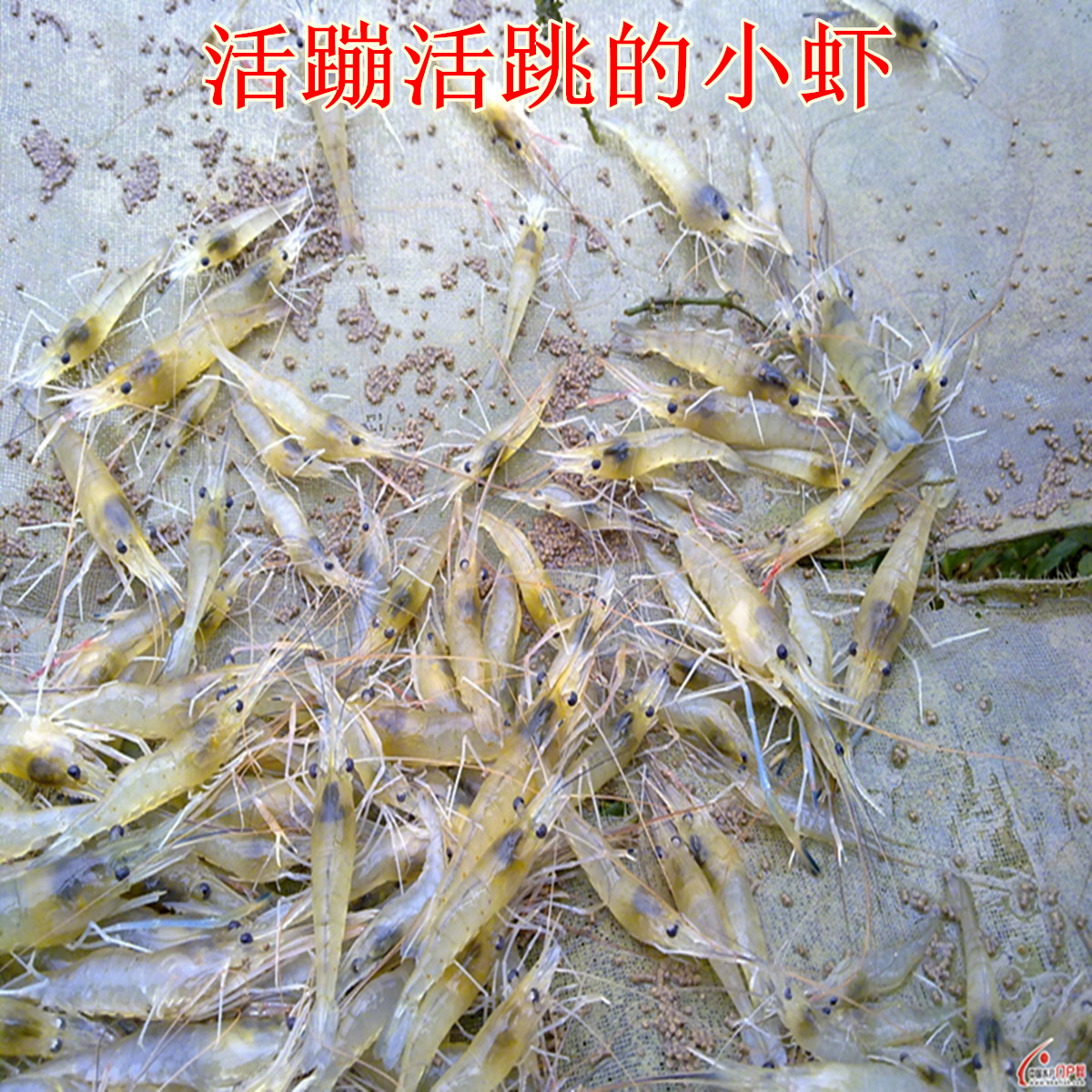 高邮湖小河虾仁清炒免浆虾仁小虾仁馄饨馅 虾滑 1000克分5袋 - 图2