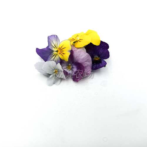 三色堇  鸢尾花 餐盘装饰  Pansies (small)  60片/box - 图1