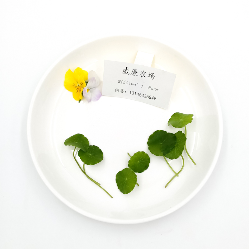 Coins-Grass Leaves(Hydrocotyle)铜钱草新鲜铜钱草叶新鲜旱金-图0