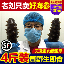 Old Liu 6-8 years wild ready-to-eat sea cucumber Liao Spurs ginseng Dalian sea cucumbers 4 catties for non-light dry