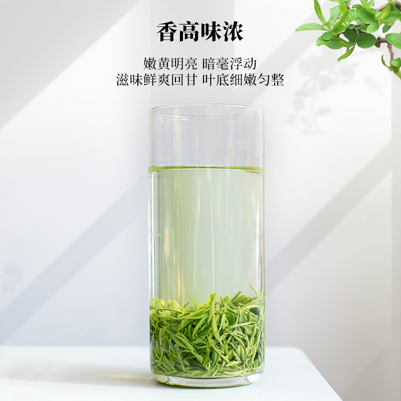 春茶上市文新信阳毛尖茶叶绿茶2024新茶明前特级嫩芽甄选简装200g-图2