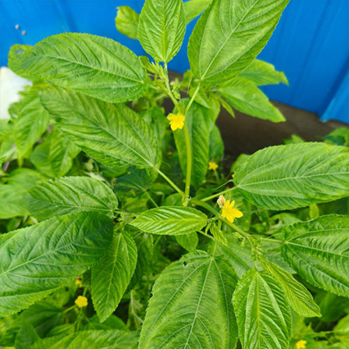 埃及帝王菜种子长蒴黄麻麻叶菜菜用黄麻野麻婴莫洛海芽粉帝王菜粉 - 图3